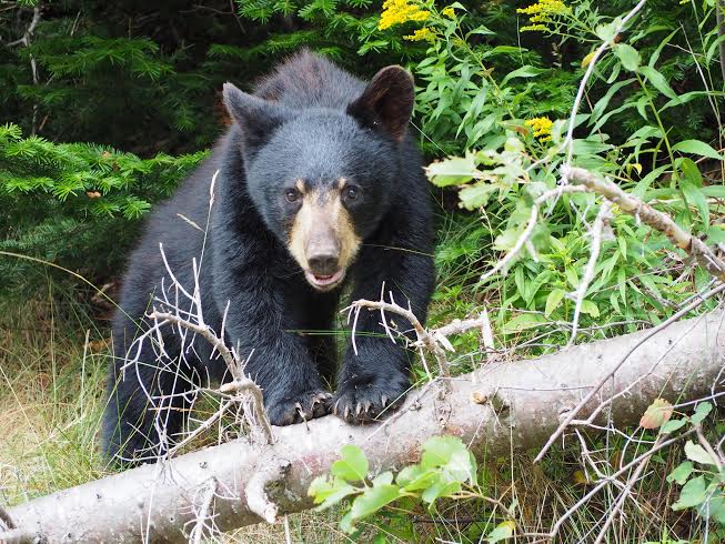 quoi faire si on rencontre un ours noir