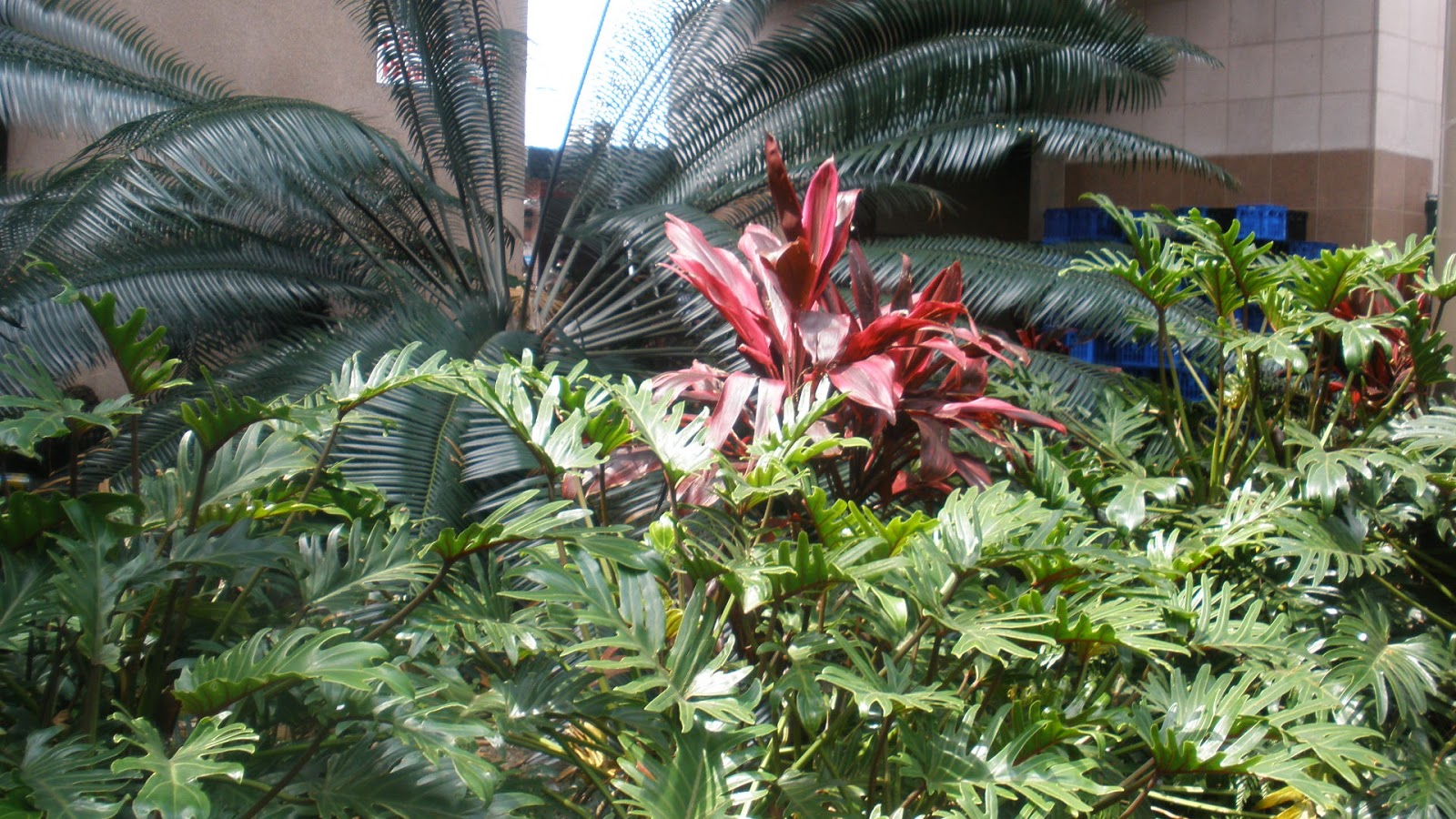 Golden Thoughts Dorothy Frances Gurney garden