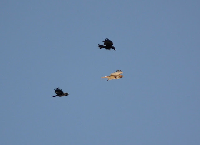 crows+chasing+red-tailed+hawk+1.JPG