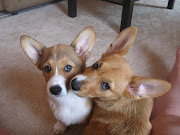Corgi puppies are the MOSTEST! Thanks for the superdoublydelicious ears, .