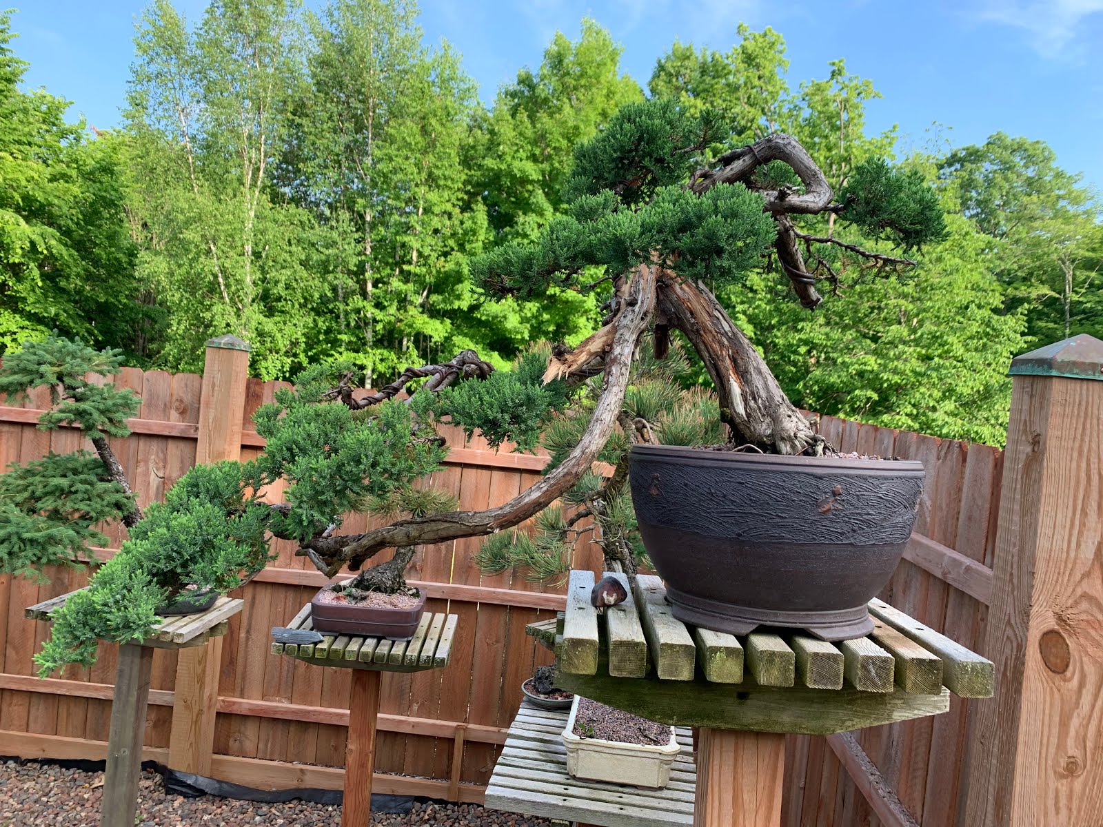 Tgt Bonsai Monster Procumbens Nana Japanese Garden Juniper