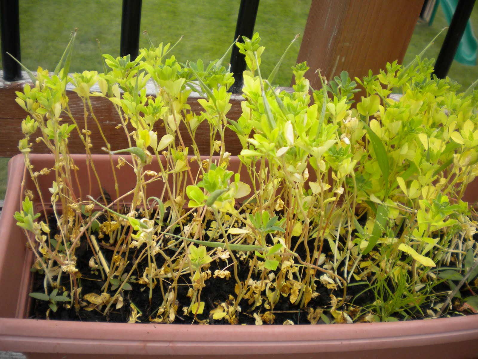 to My Random Garden Growing and harvesting Fenugreek(methi) leaves