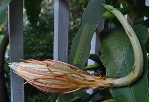 Flor dama da noite: 3 dicas para cuidar da Epiphyllum oxypetalum.