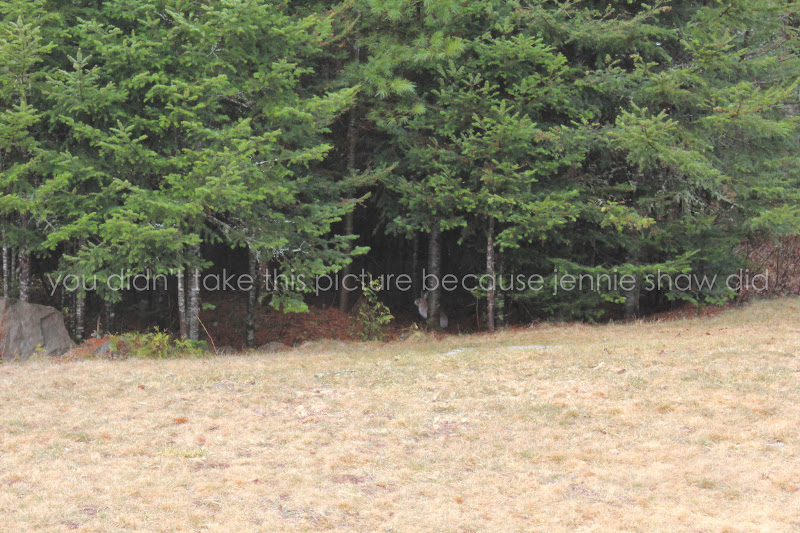 A Guide To Northeastern Gardening Weeping Evergreens In The Landscape