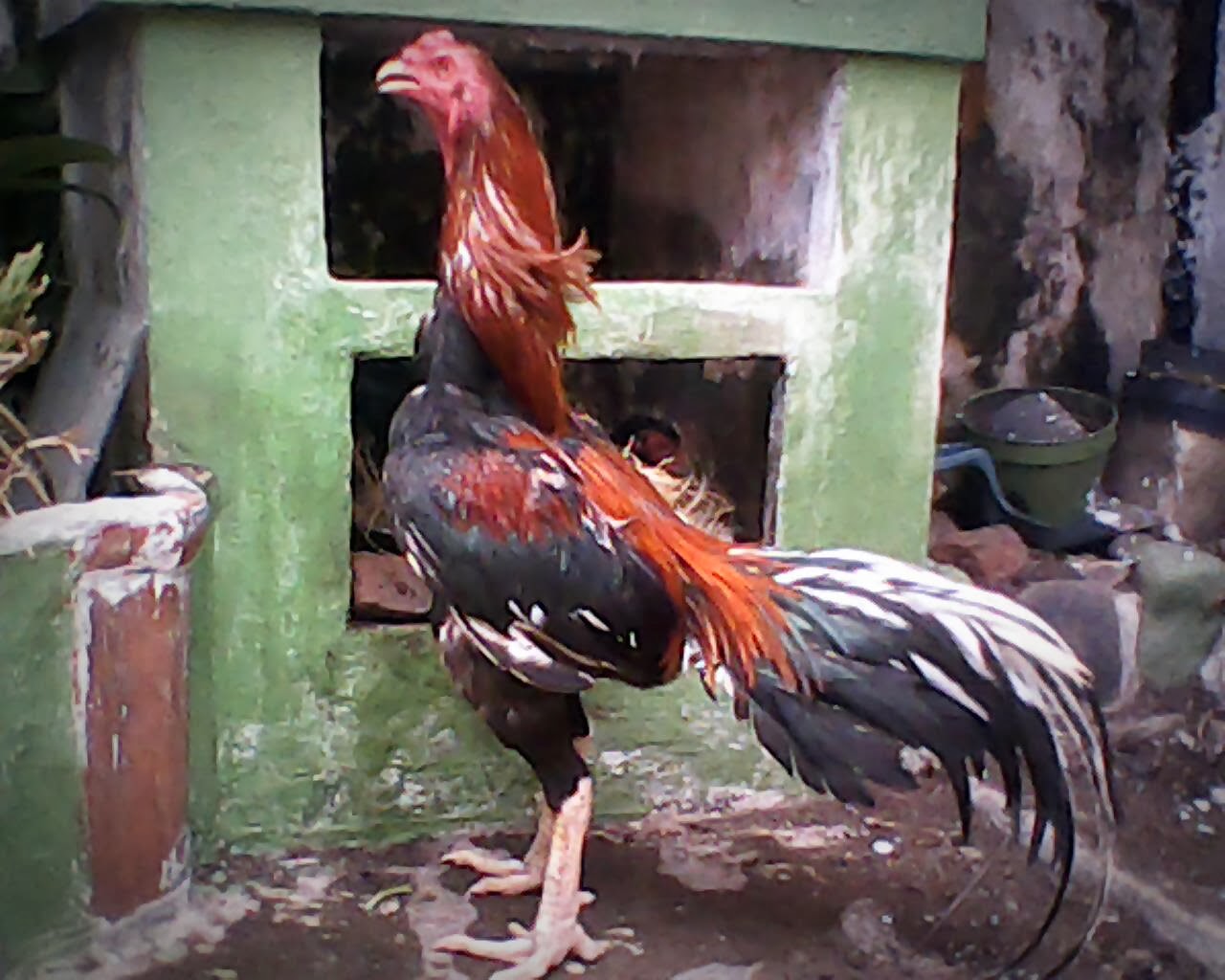 Cara Meningkatkan Nafsu Makan Ayam Aduan