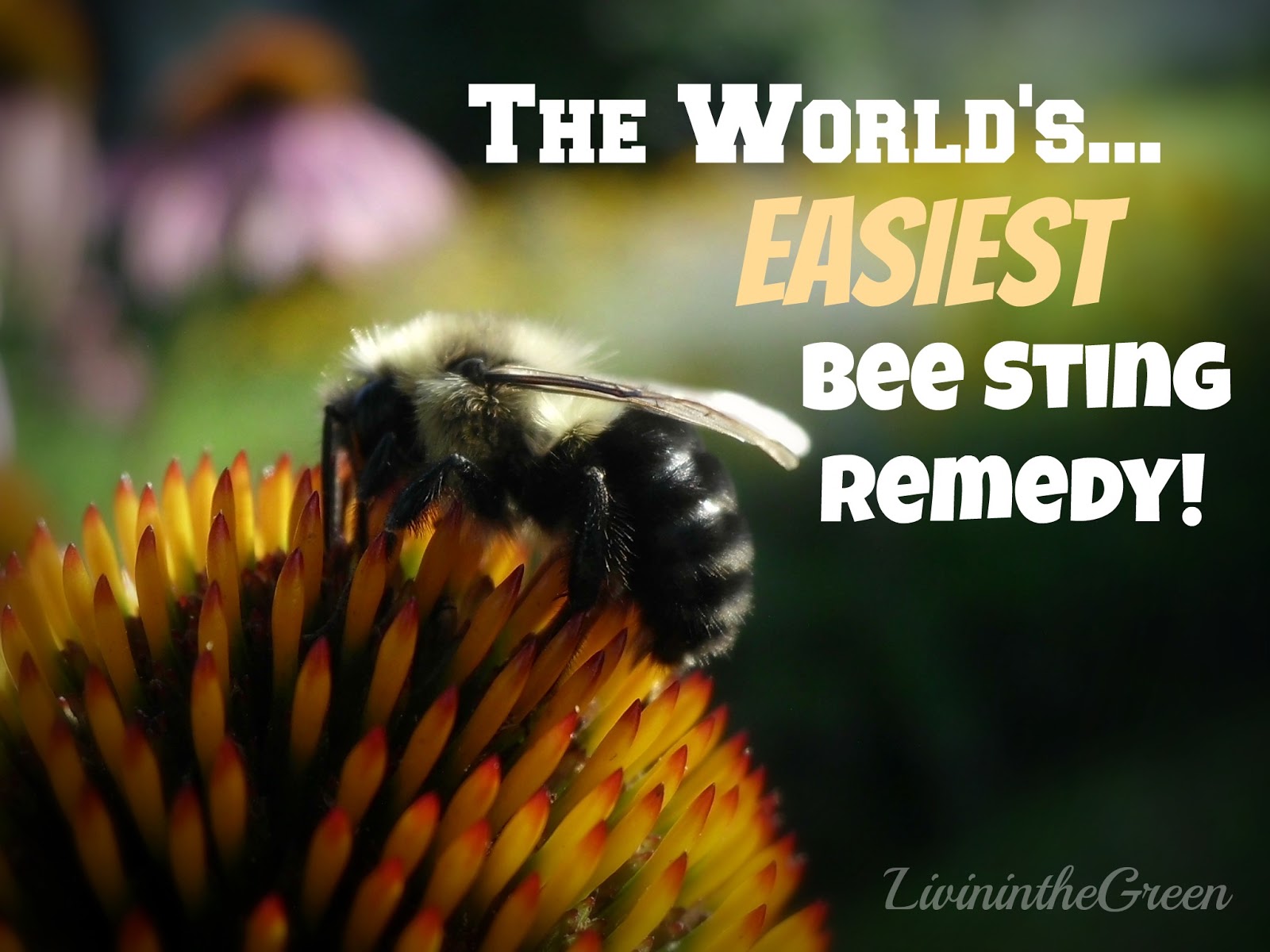 Livin' In The Green Easy and Natural Bee Sting Remedy!
