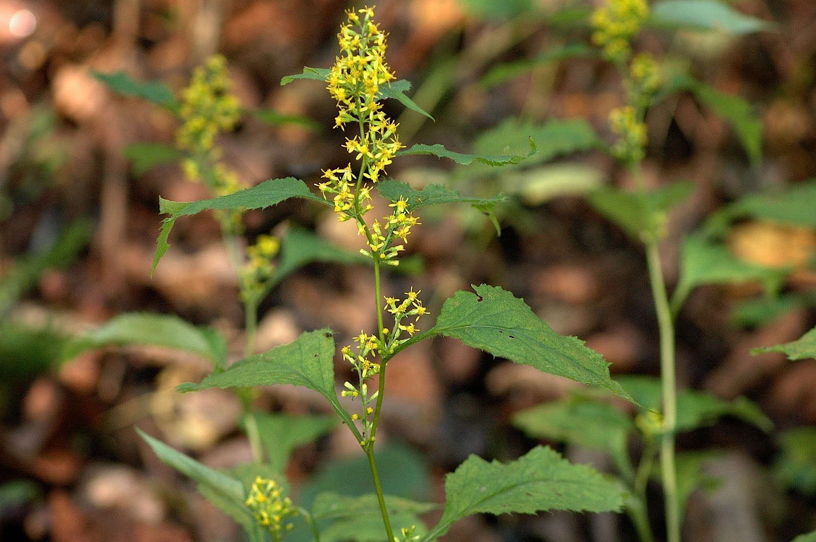 Field Biology in Southeastern Ohio Some Ohio Goldenrods
