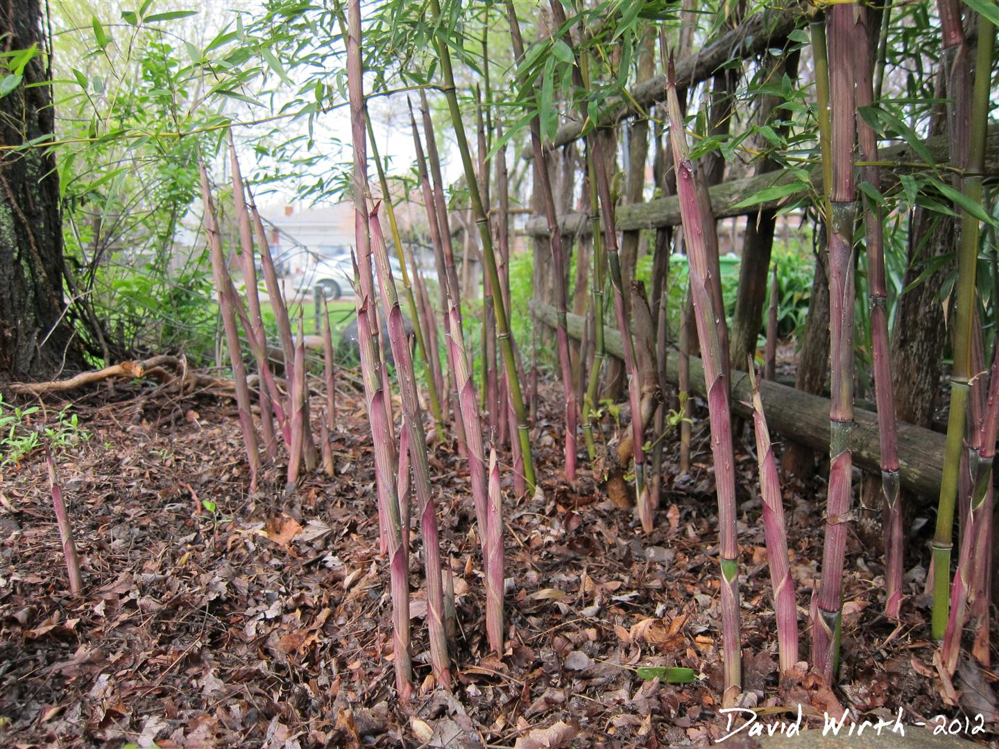 How to Grow Bamboo in Cold Climates