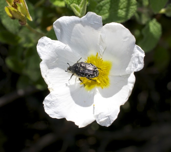 Fleur Fleur