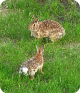 spring bunnies