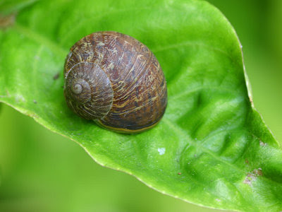 snail control