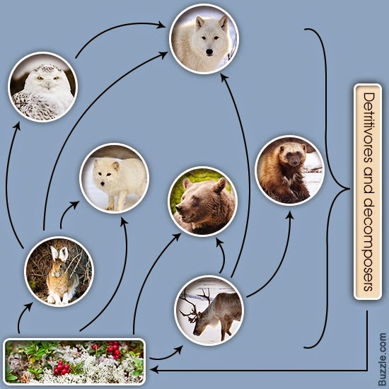 Rm 31 Corp: Food Webs of Interest