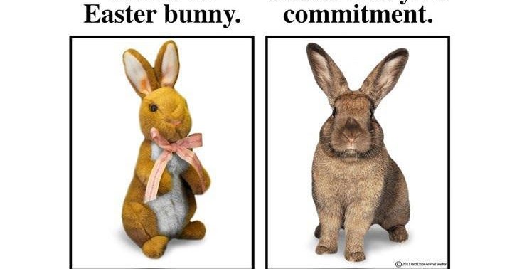 Rabbit Ramblings: Easter is coming - Rabbits are at risk