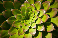 STEM science technology engineering math montessori method succulent plant 