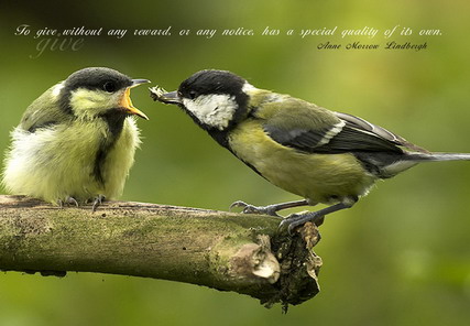 Quotes And Sayings About Birds. QuotesGram