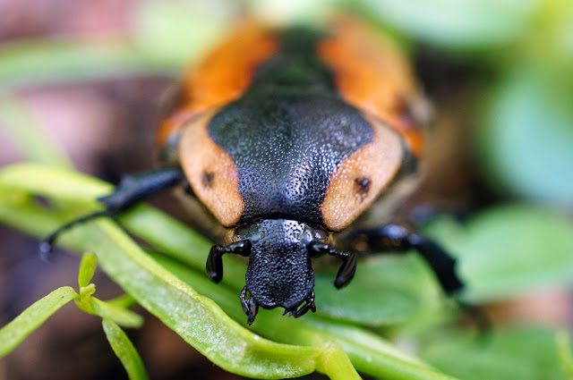 Close up macro image of a Cowboy Beetle crawling over a green leaf