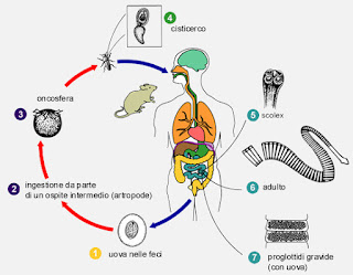 Siccome il pesce infettato da occhiate di vermi