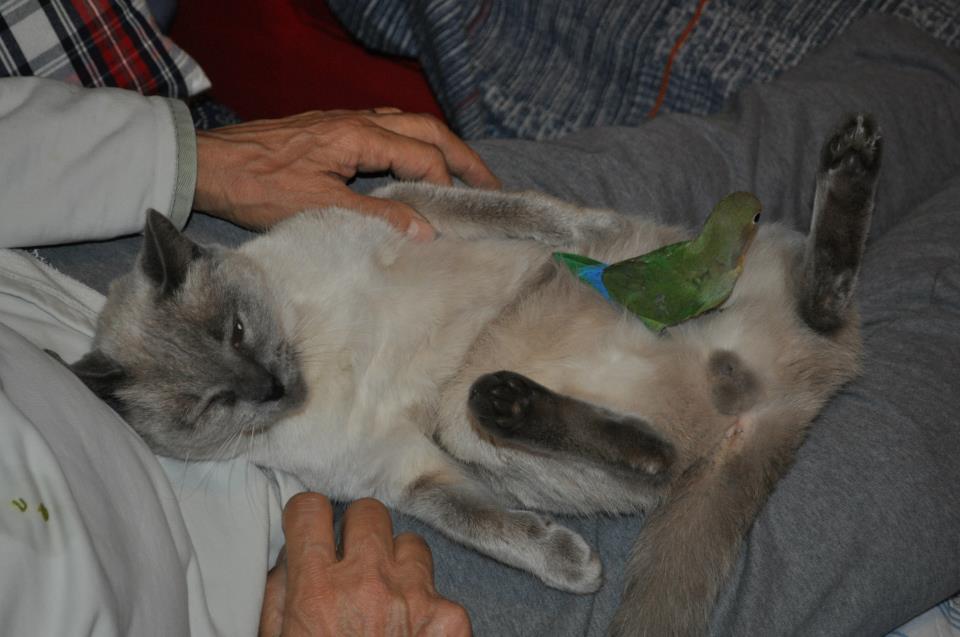 Animali Smarriti O Trovati Lignano Pineta Prov Udine Smarrito