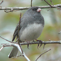 wild birds unlimited what do dark eyed juncos eat wild birds unlimited what do dark eyed juncos eat