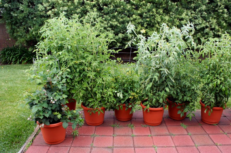 Natural and organic Container Gardening Easy to grow plants in Natural and organic Container Gardening Easy to grow plants in containers Part Sun