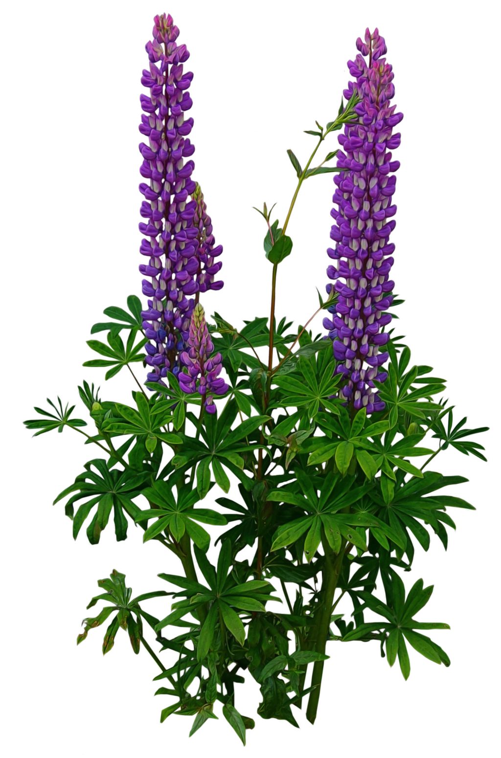 Блог Колибри: PNG КЛИПАРТ ЦВЕТЫ