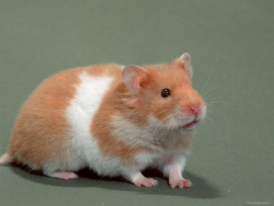 Celebrities 360 Caring For Pet Hamsters