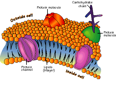 cell membrane coursework cell membrane coursework