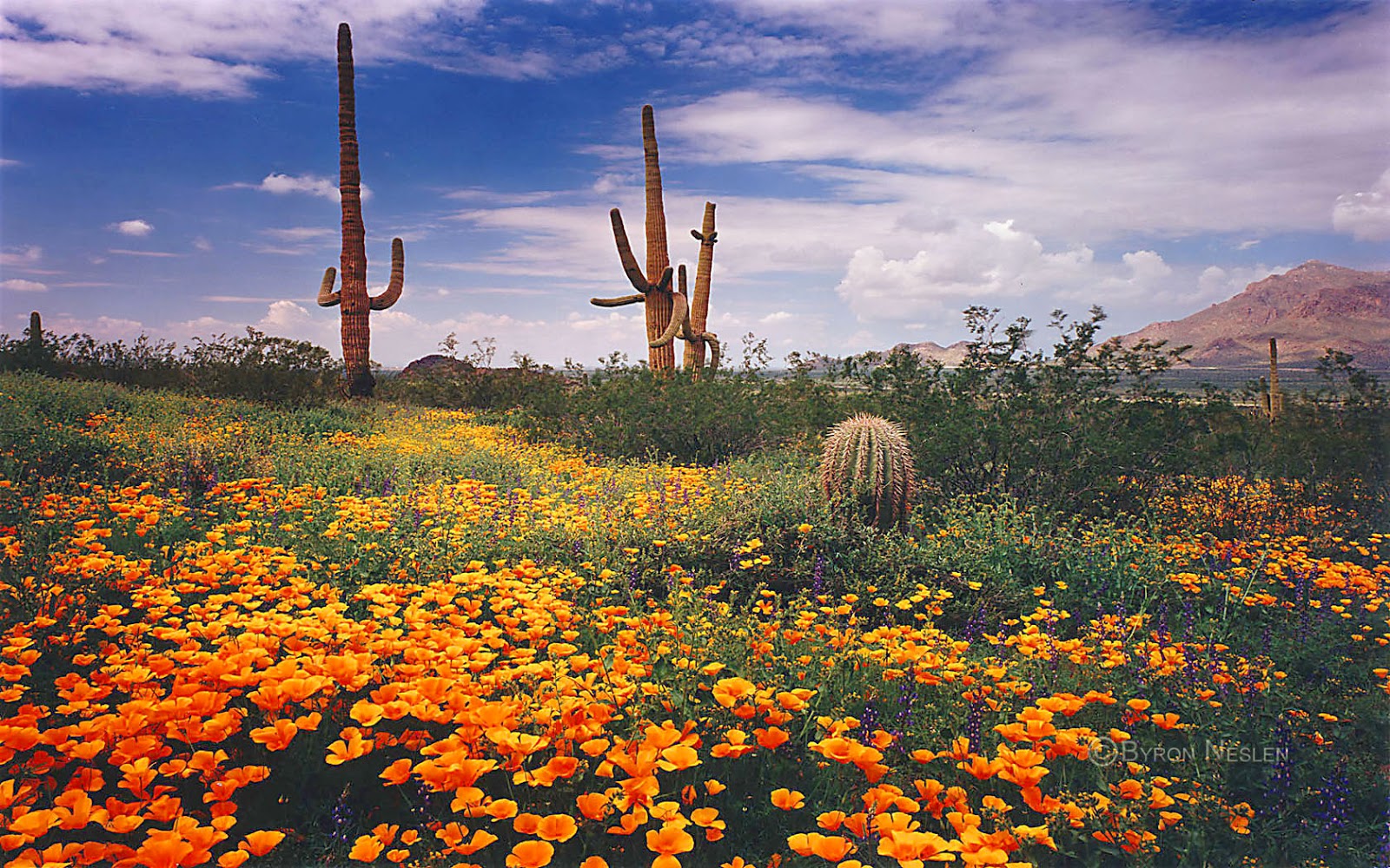 Sonoran Desert