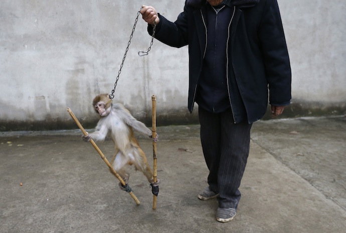 Shows e circos onde animais realizam acrobacias são muito populares no país (Foto: Reuters)