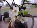 Dogwood Blossoms on RedbirdRidge