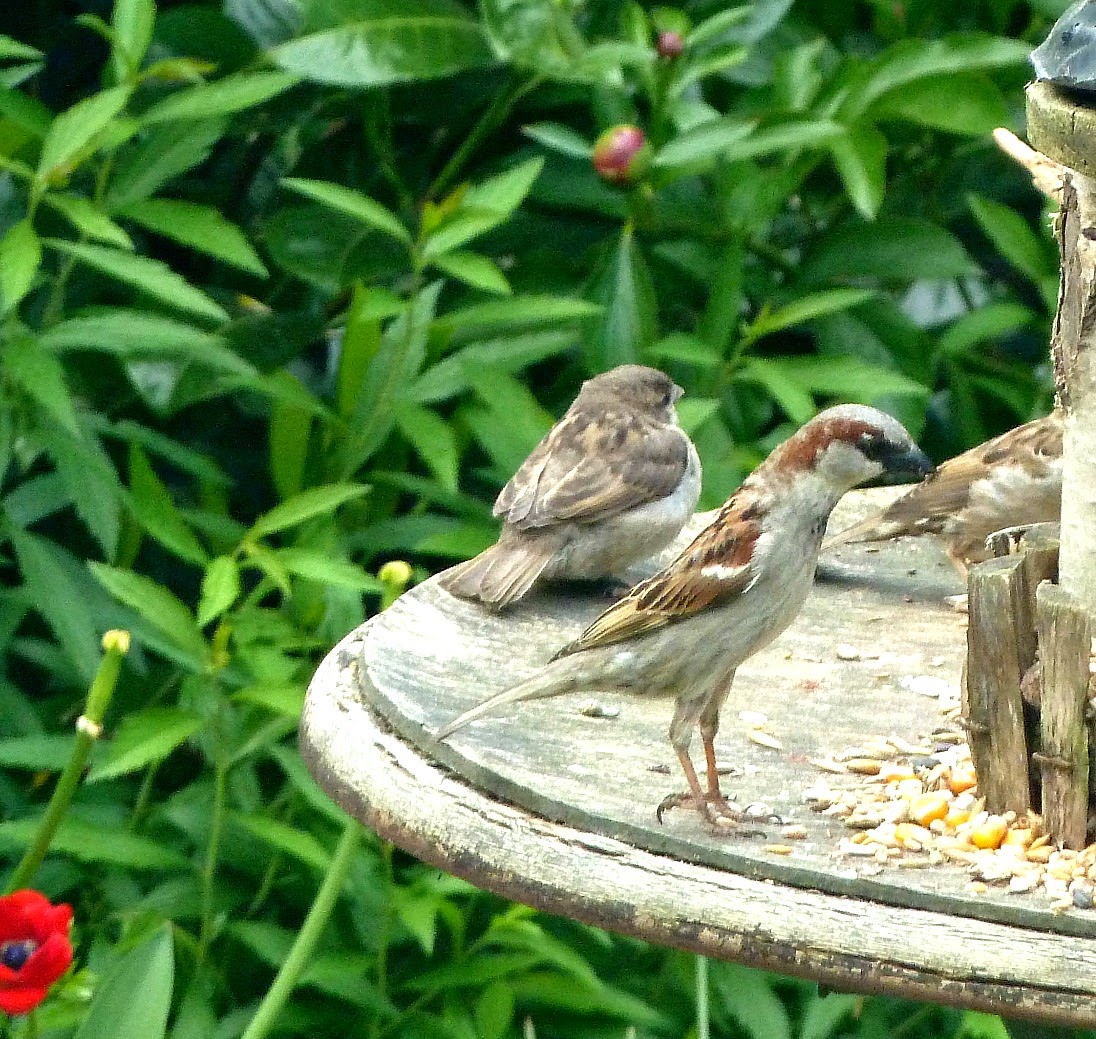 Bittyambam Ganzjahresfutterung Bei Vogeln Im Mai Juni Besonders
