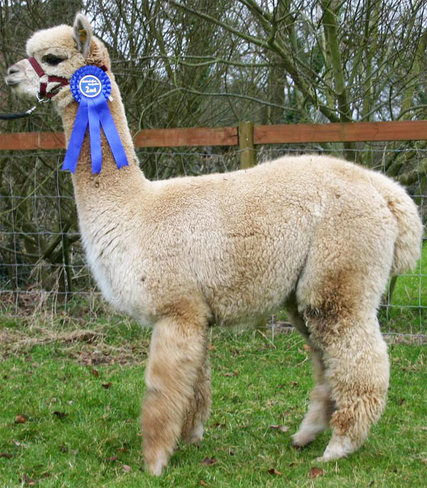 World All Animals Alpacas