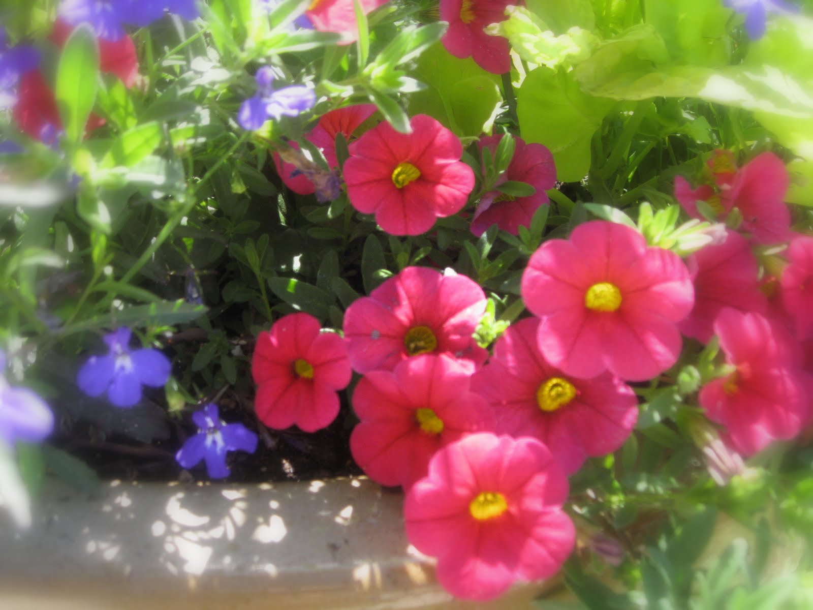 Simply Projects June Flowers in Full Bloom!