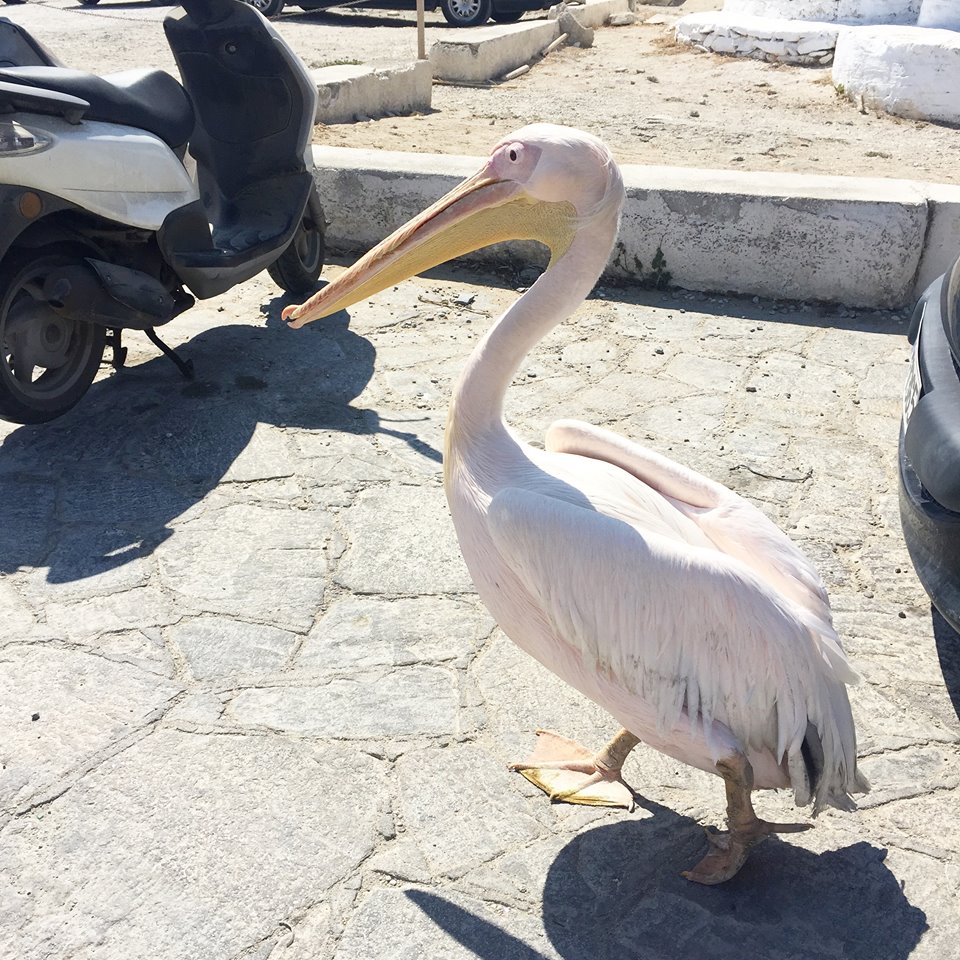 Pelican-Mykonos