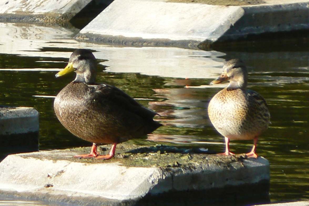 Black Mallard Duck