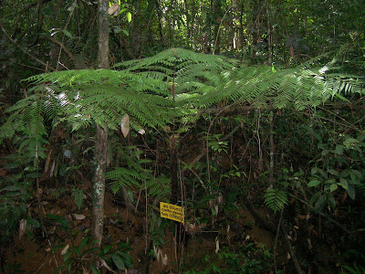 Sinharaja rain forest, waterfalls of sinharaja, Mederipitiya camping site, Forest departments, sri lankan beauty