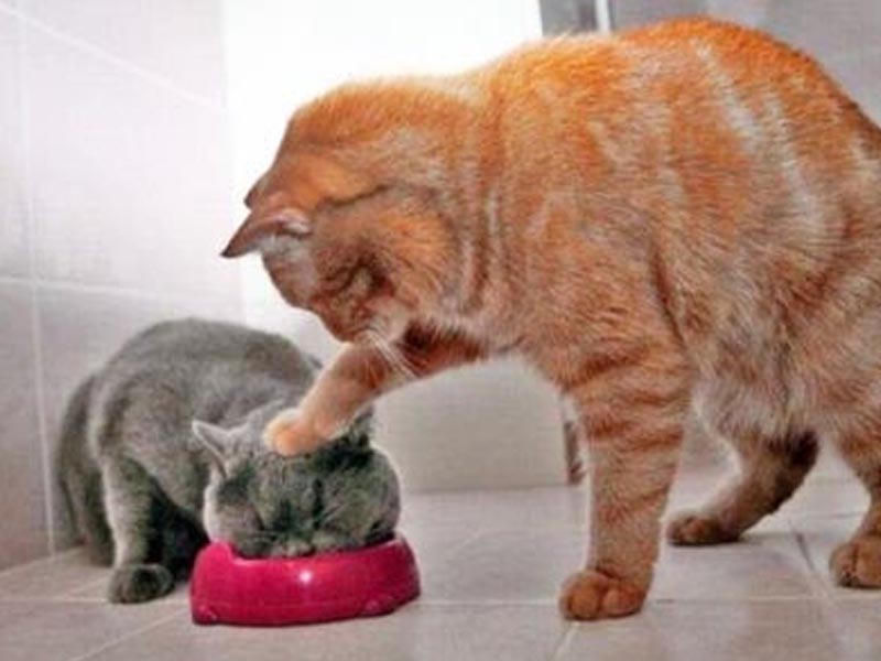 Foto-foto kucing lucu