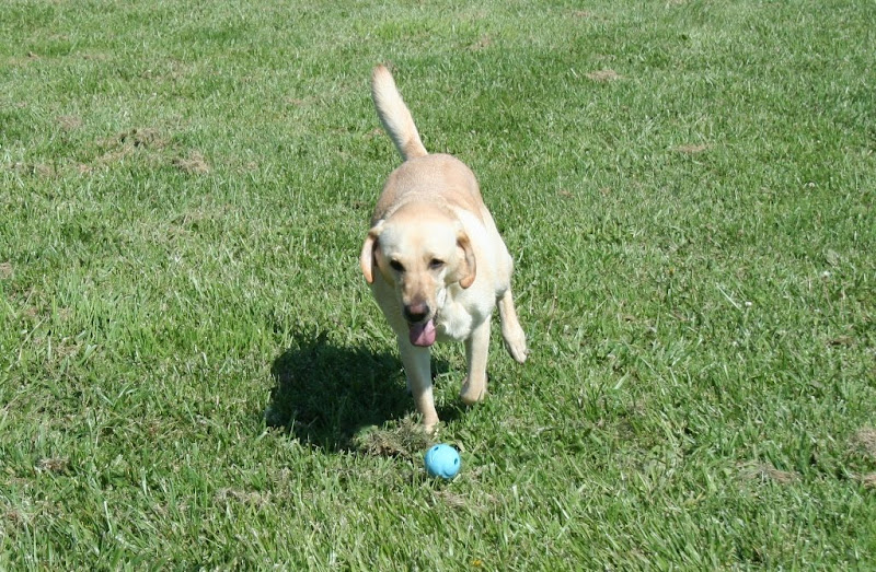 cabana spitting out the blue ball, her tongue is lolling out, her ears are very low on her head like she's tired, it's sort of an awfully unflattering photo of her