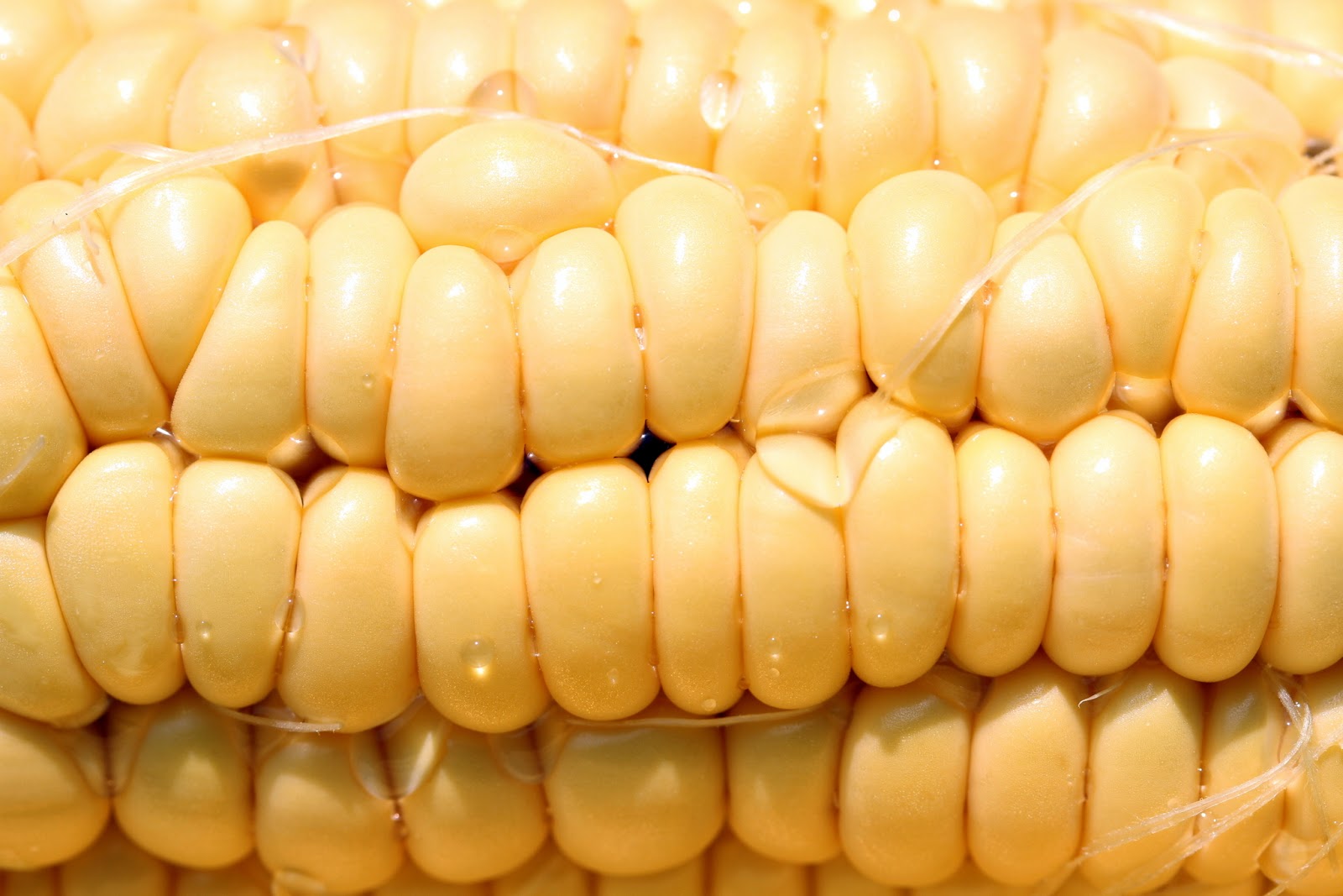 Benefits Of Genetically Modified Sweet Corn