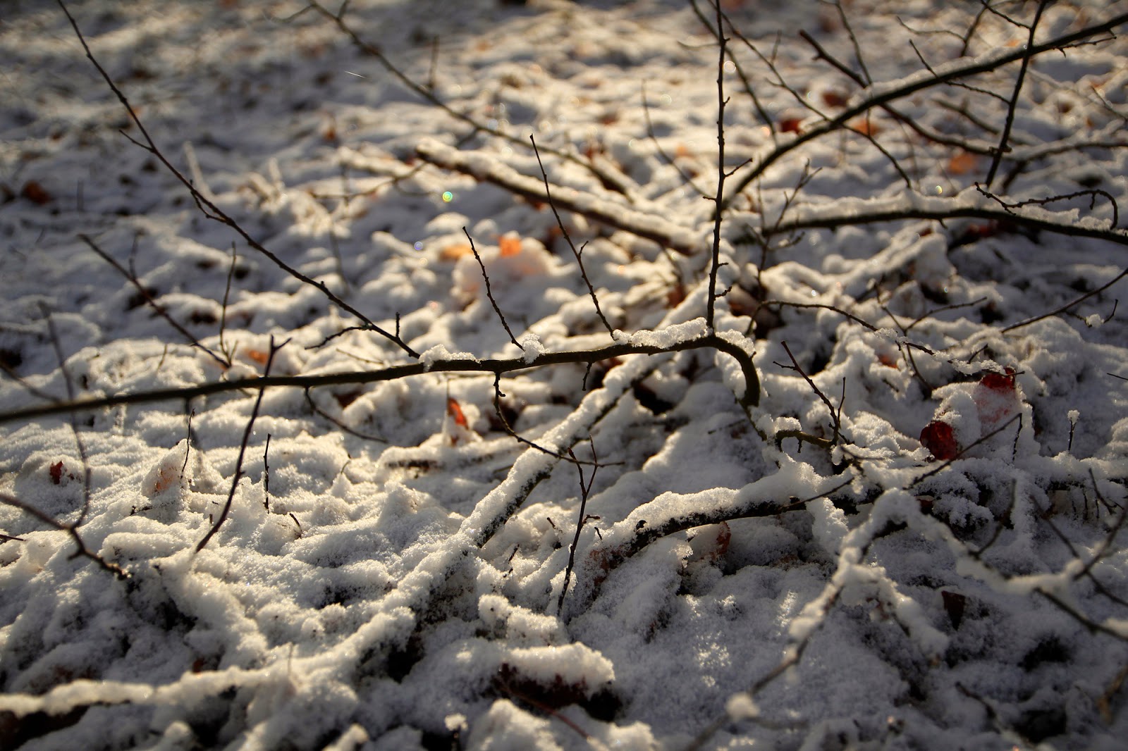 Gwiazdka w Puszczy - Ania w Podróży