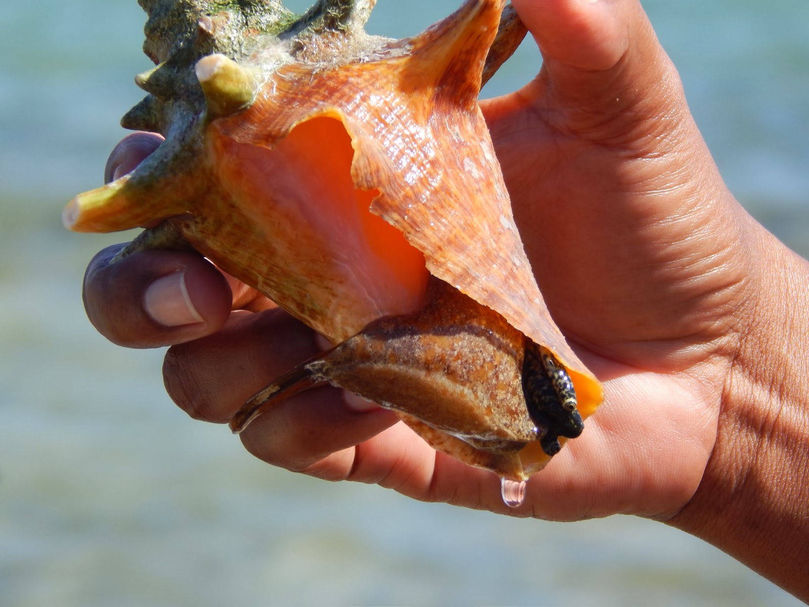 What does a conch shell represent? Rankiing Wiki Facts, Films