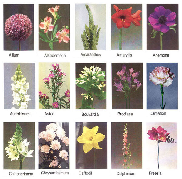 name of flowers