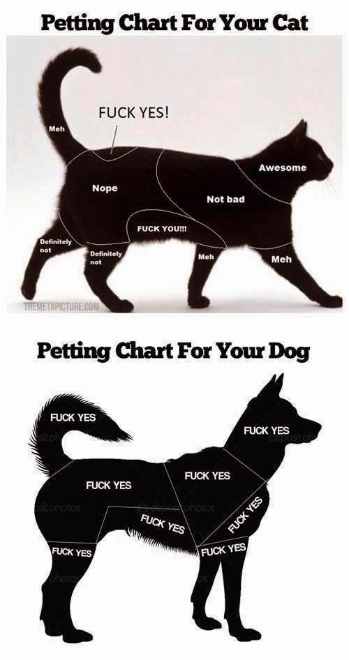 JTWOO A brief guide to cat and dog petting