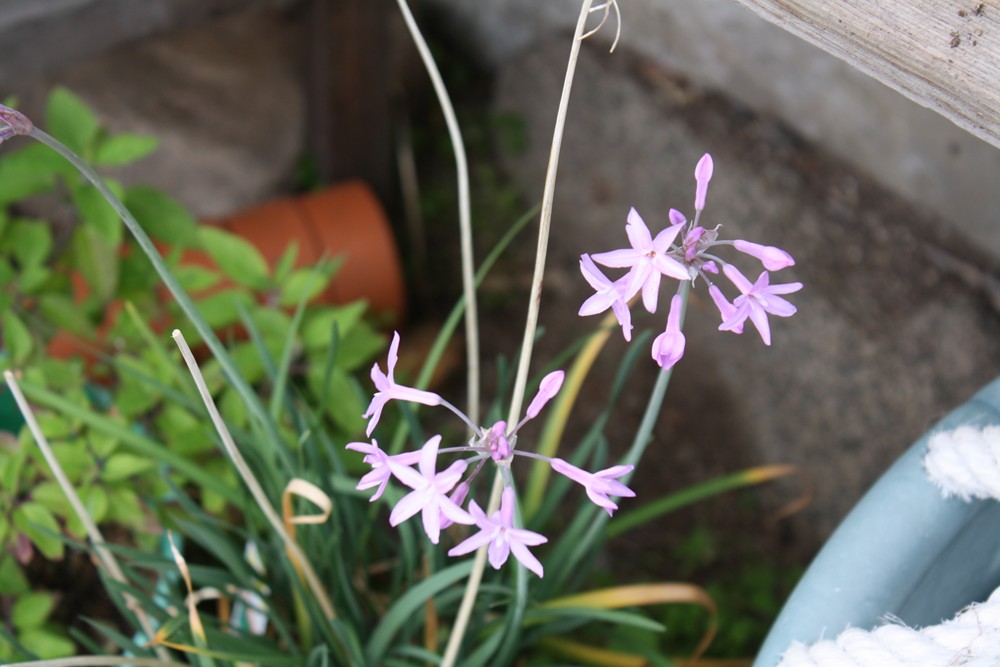 The Edible Garden Harvest Monday