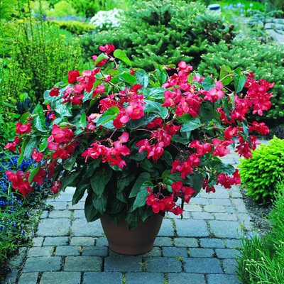 Begonia dragón - Guia de jardin