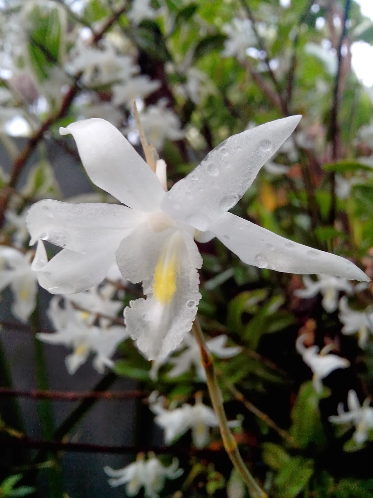 Endah Murniyati's Journey FLYING WITH THE DOVES