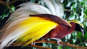 Burung Cendrawasih Burung Cendrawasih