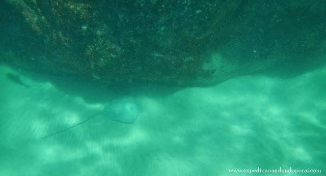 Arraia avistada na Baía dos Porcos