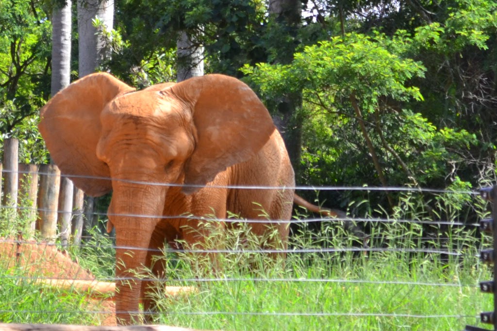 Elefante africano do Zoológico de São Paulo