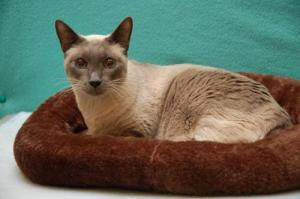 Pet Md Cat Diseases Pet Md Cat Diseases